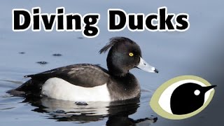 BTO Bird ID  Diving Ducks [upl. by Cinnamon]