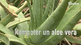 Comment rempoter ou multiplier l’aloe vera [upl. by Annohsak]