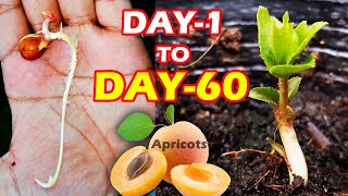 APRICOT SEEDLING  HOW TO GROW APRICOT TREE FROM SEEDS SproutingSeeds [upl. by Ailehc]