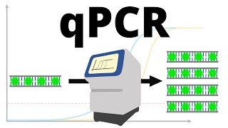 qPCR realtime PCR protocol explained [upl. by Creighton127]