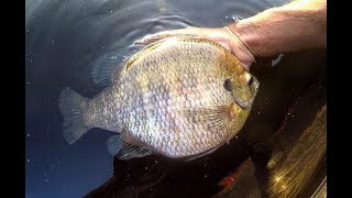 Fishing for TWO POUND PLUS BLUEGILLS [upl. by Duwad728]