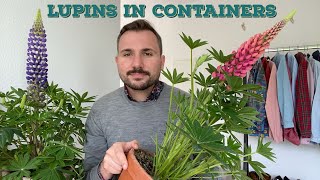 Growing and Caring for Lupins in Containers [upl. by Ynohtnaed42]