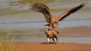 African WhiteBacked Vultures Mating [upl. by Eveivaneg961]