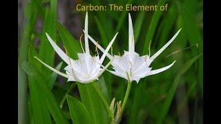 Why is carbon the element of life [upl. by Alian]