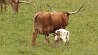 Cattle Ranching  Americas Heartland Episode 917 [upl. by Siurad]