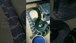 BOELENS PYTHON [upl. by Dolf]