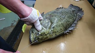 Japanese Slaughter Method For Tastier Fish Ike Jime  Watch Ikejime Method [upl. by Ellennahs29]