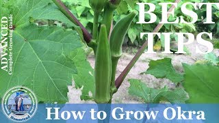 How To Grow Okra  ADVANCED Growing Guide [upl. by Anastos27]