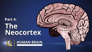 Neocortex  Human Brain Series  Part 4 [upl. by Hamner257]