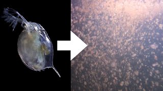 How I Culture Daphnia [upl. by Blane]