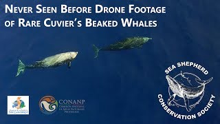 Never before seen drone footage of Cuviers Beaked Whales [upl. by Ecyle160]