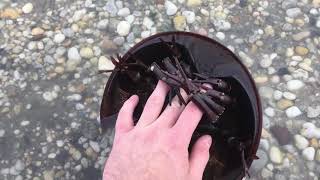 Are horseshoe crabs dangerous [upl. by Nalat]