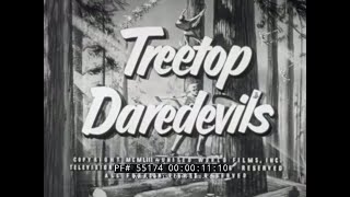 quot TREETOP DAREDEVILS quot 1950s LUMBERJACK amp LUMBER INDUSTRY FILM 55174 [upl. by Korff]