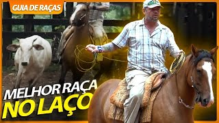 CAVALO CRIOULO É O MELHOR NO LAÇO COMPRIDO  RICHARD RASMUSSEN [upl. by Aidualk]