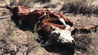 UFOs Filmed While Investigating Cattle Mutilation In Oregon  Expedition X [upl. by Laddie]