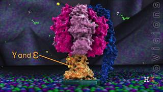 ATP synthase in action [upl. by Beshore325]