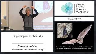 2Minute Neuroscience The Ventricles [upl. by Hsara]