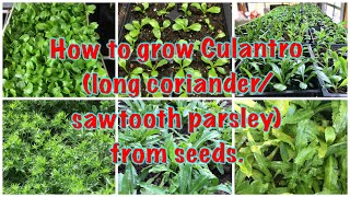 How to grow culantro long coriandersawtooth parsley from seeds [upl. by Eanom892]