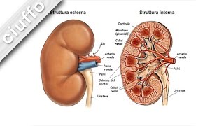 Fisiologia dei Reni [upl. by Ayvid]