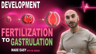 Introduction to Embryology  Fertilisation to Gastrulation Easy to Understand [upl. by Ogilvie80]