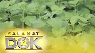 Salamat Dok Health benefits of Oregano [upl. by Tanhya]