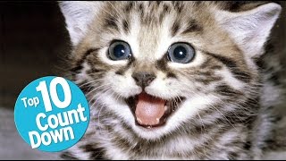 Top 10 Domesticated Cat Breeds [upl. by Thgiwed]