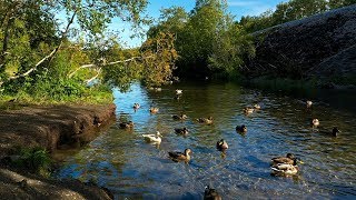 Ducks quacking on a river in the forest [upl. by Arammat3]