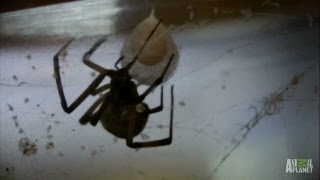 Brown Widow Spiders Invade  Infested [upl. by Linc]