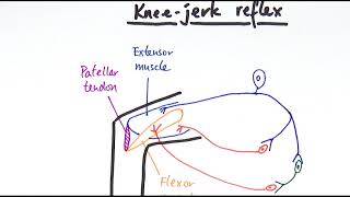 A2 Biology  Reflexes OCR A Chapter 138 [upl. by Eanaj]