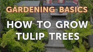 How to Grow Tulip Trees [upl. by Carpet133]