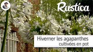 Hivernage des agapanthes cultivées en pot [upl. by Anastasia]