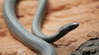 Why Do Venomous Animals Live In Warm Climates [upl. by Ahsai]