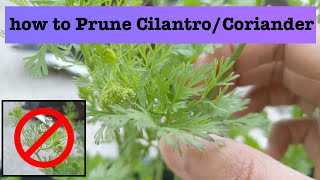 How to prune Cilantro or Coriander for better harvest [upl. by Stambaugh]