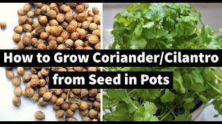 How To Grow Coriander From Seed [upl. by Idnaj]