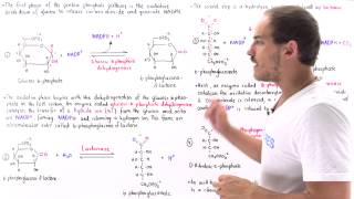 Oxidative Phase of Pentose Phosphate Pathway [upl. by Randolf]