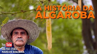 A Historia da Algaroba [upl. by Clarie580]