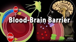 Blood Brain Barrier Animation [upl. by Raphaela]