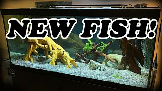 75 Gallon Aquarium  Restocking With American Cichlids [upl. by Reehsab117]