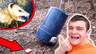 GIANT DEADFALL TRAP Primitive  Survival [upl. by Aittam]