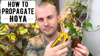 How To Propagate Hoya [upl. by Conant]