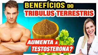 Tribulus Terrestris Aumenta a Testosterona Benefícios Como Funciona e Cuidados Faz Mal [upl. by Eimot309]