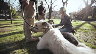 Worlds Greatest Pets  The Irish Wolfhound [upl. by Nanaj]