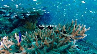 Scuba diving Similan Island Phangnga Thailand [upl. by Lliw]