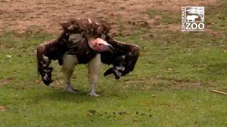 Vultures at Feeding Time  Cincinnati Zoo [upl. by Northrup]