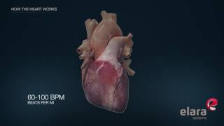 Heart in 3D Animation How the Heart Works [upl. by Nomannic720]