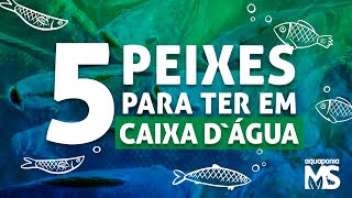 5 peixes para criar em caixa dágua  aquaponia [upl. by Fischer]