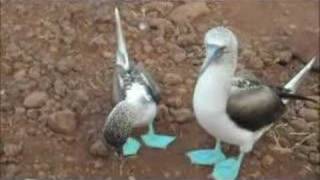 Blue Footed Booby Mating Dance [upl. by Sammer694]