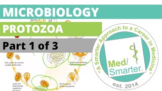 Protozoa  Microbiology  USMLE STEP 1  Part 1 of 3 [upl. by Skylar246]