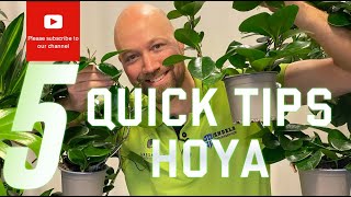 How To Propagate A Hoya  Water Propagation Method [upl. by Brewer]