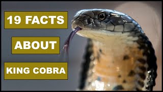 19 Awesome Facts About KING COBRA  Animal Globe [upl. by Marji]